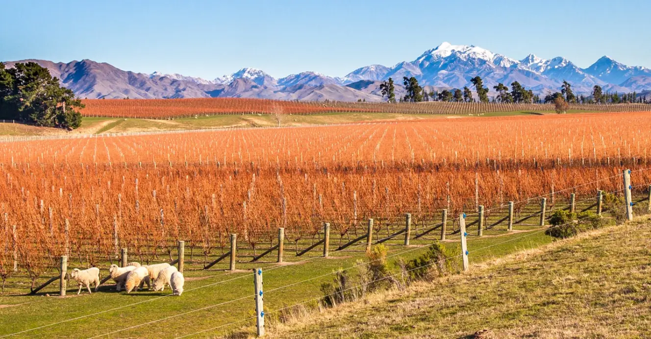 scenic view of a vineyard in New Zealand