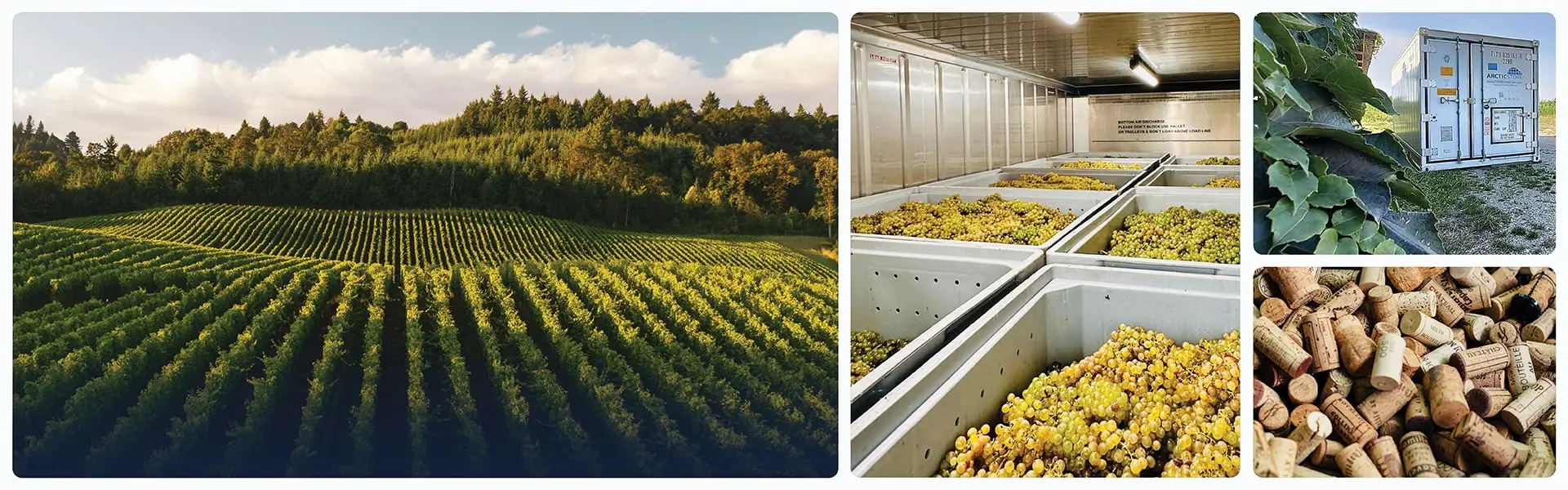 Cold Storage for the Wine Sector
