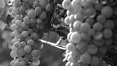Cold Storage for the Wine Sector