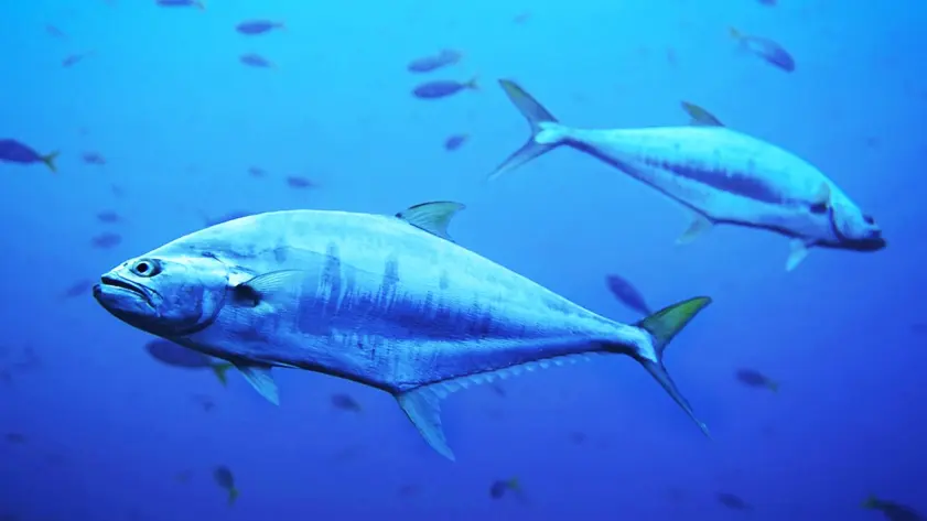 Cold Storage for Fish and Tuna